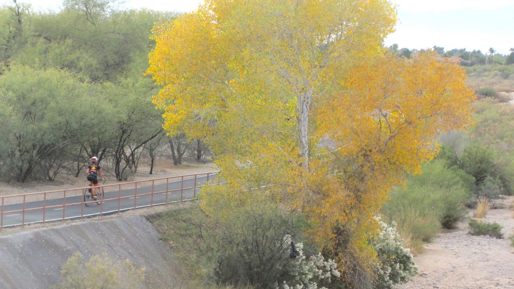 Tucson trees glow with hues of 'urban autumn' in mid-December